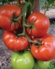 Panekra F1 - seminte de tomate nedeterminate timpurii